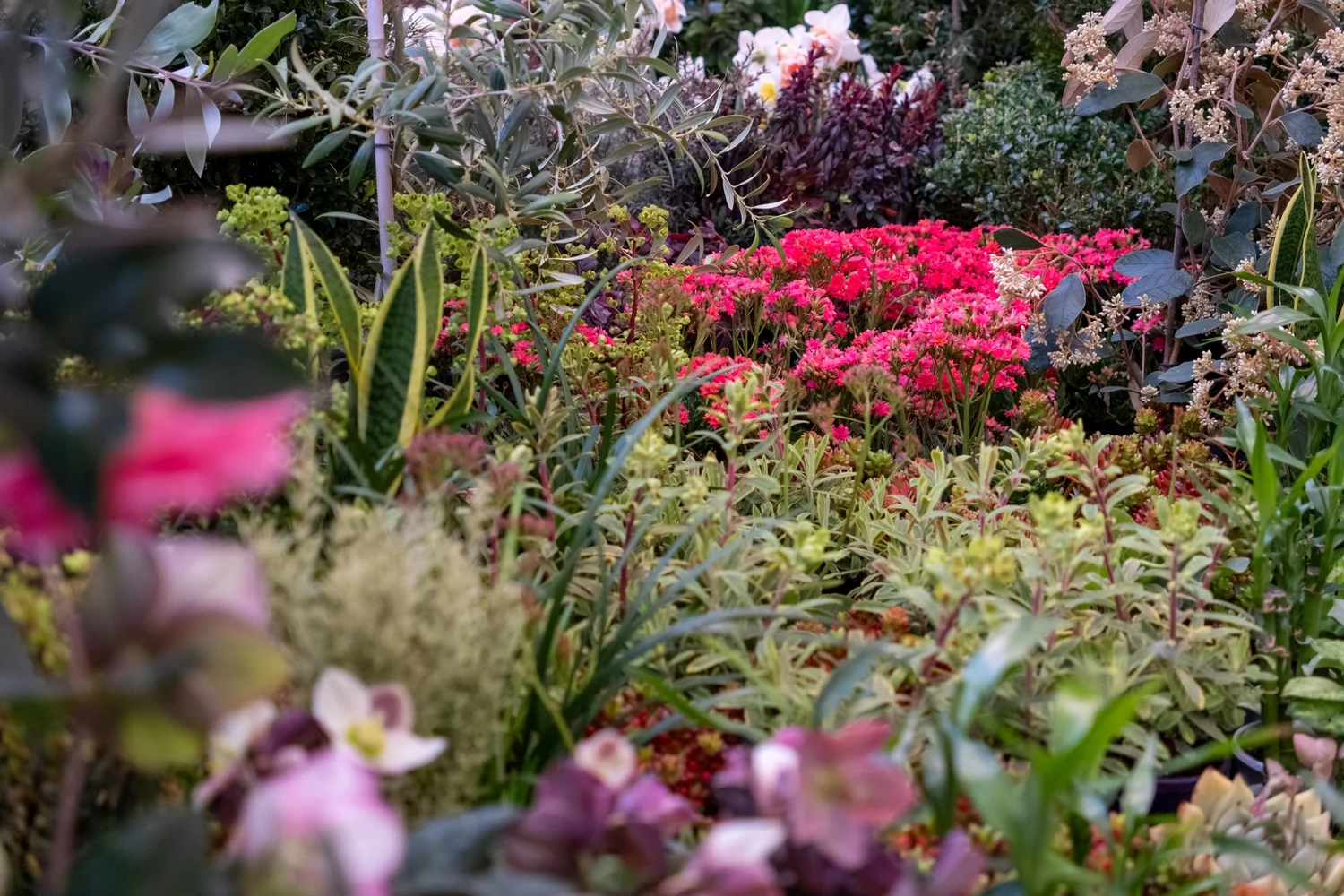 Pink flowers and layered foliage in the Parliament garden showcase