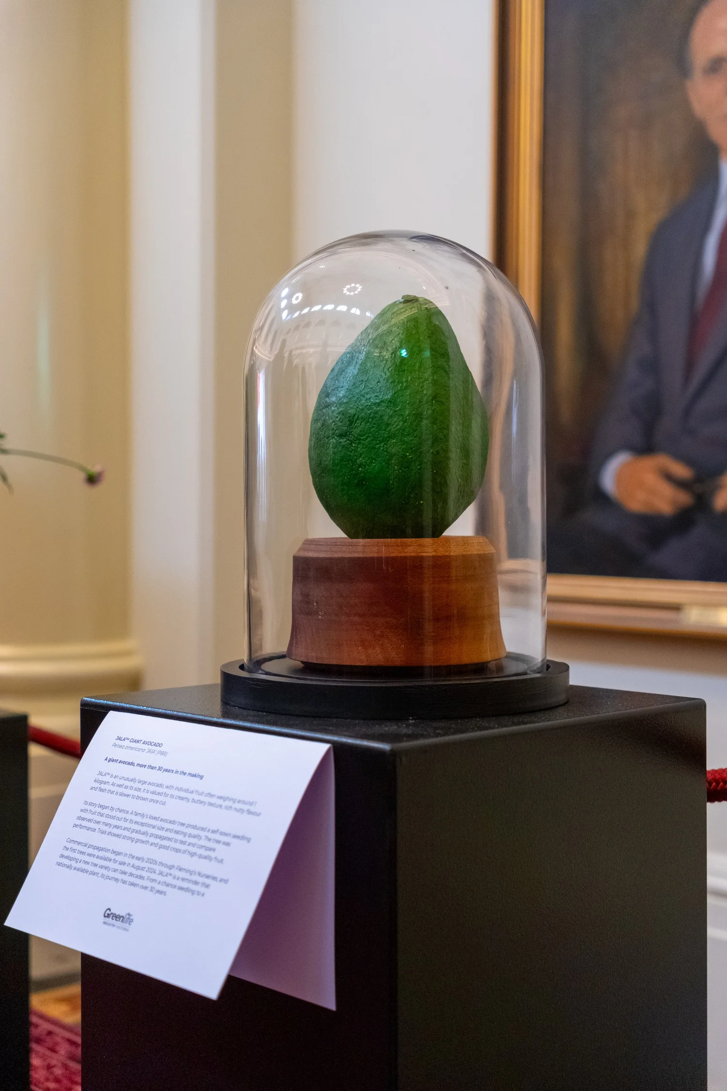 Giant avocado displayed under glass at the Greenlife Industry showcase