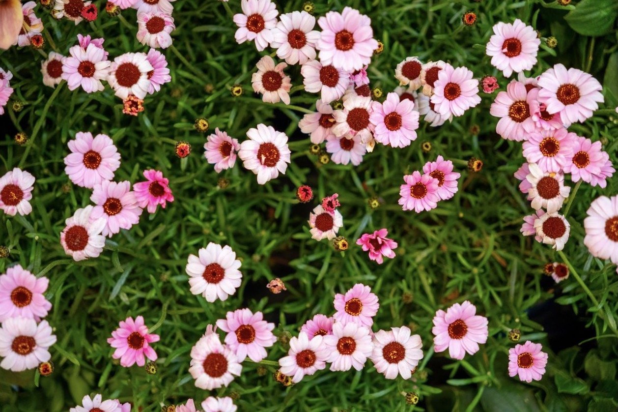Pink and white daisies in the showcase garden