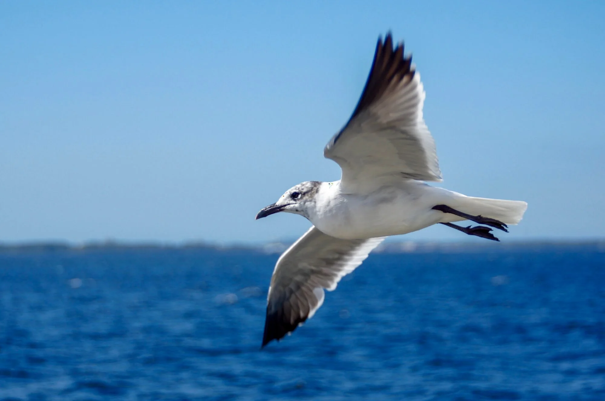 Calm blue water and a seagull on the Gulf Coast