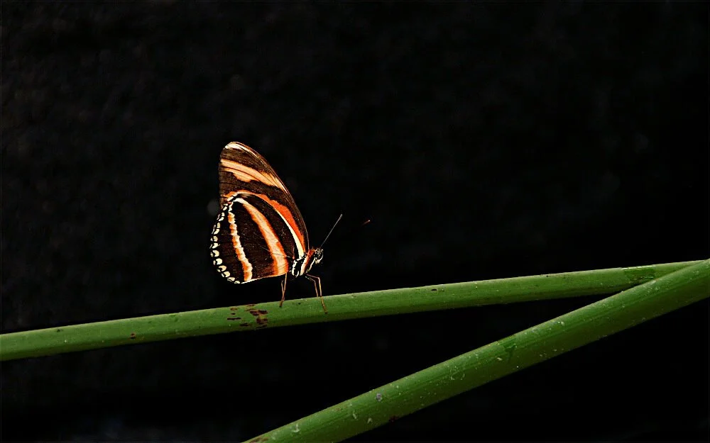 Calm Butterfly in Nature
