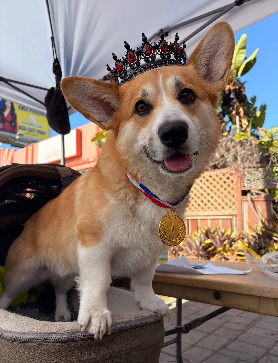 Mr. Corgington, Palm Springs racing corgi