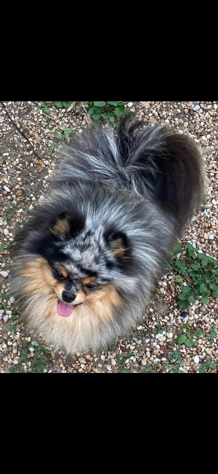 Freddy, the puppy’s father and an outside stud