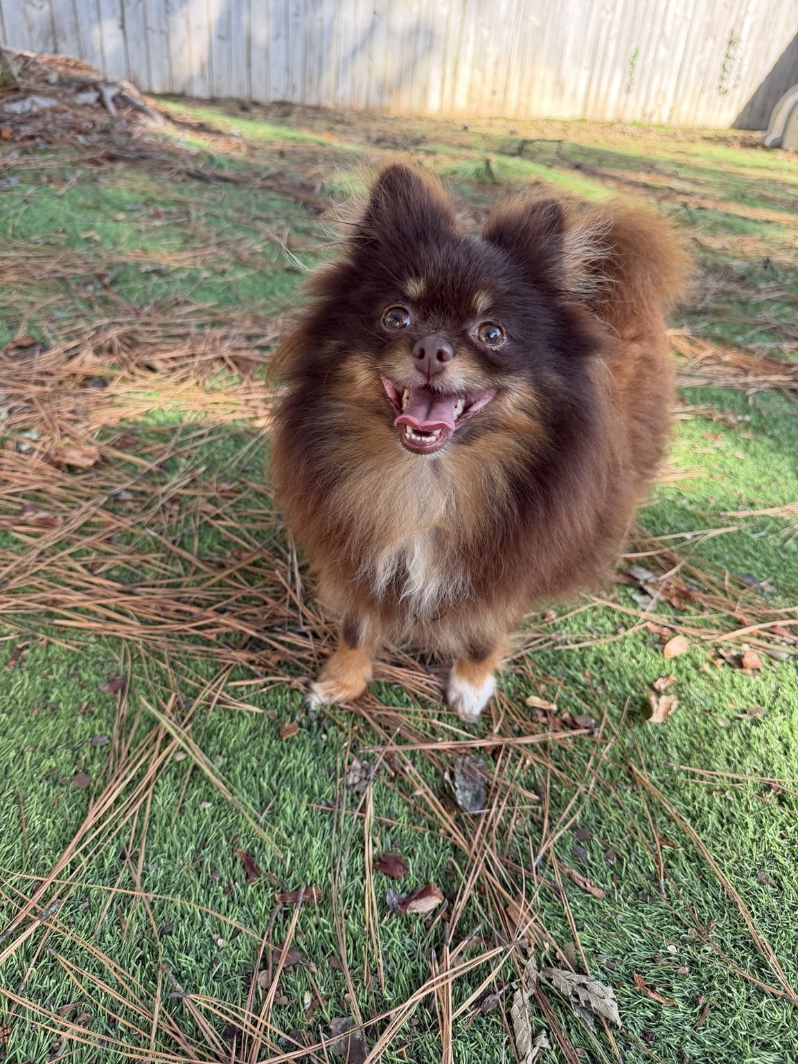 Cindy, the puppy’s mother