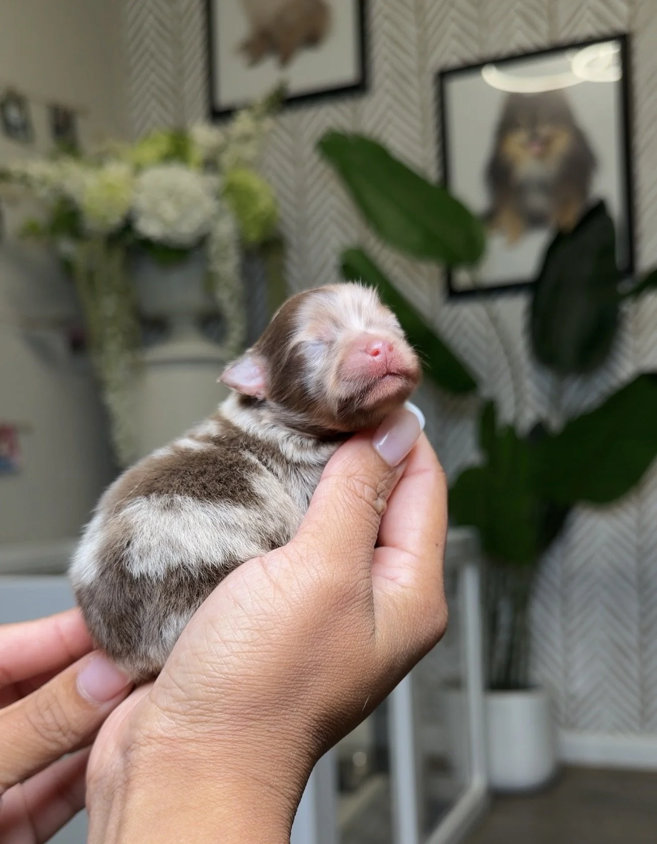 Available male Pomeranian puppy born October 15, 2026