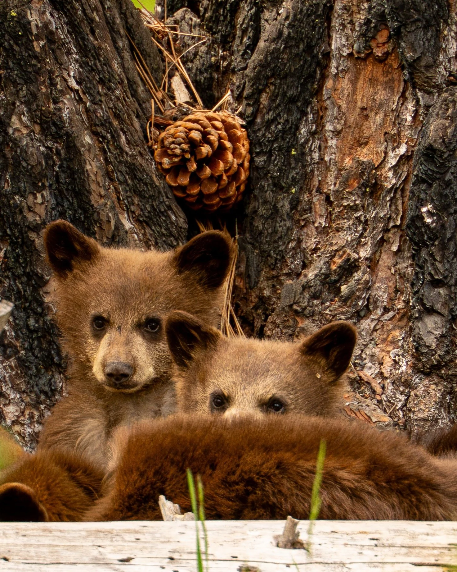 Bear cubs nestled beside a pine tree