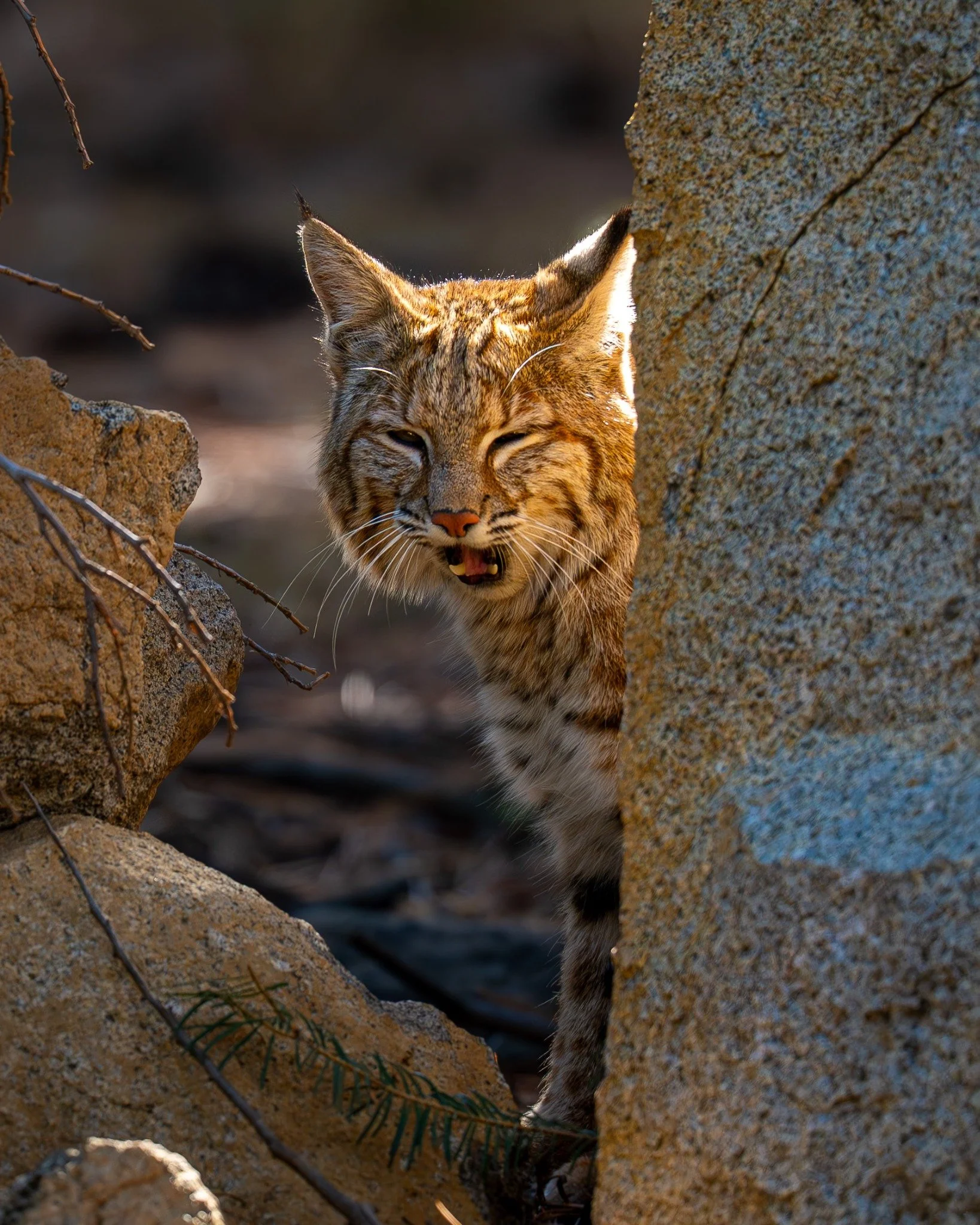 Bobcat peeking between sunlit rocks