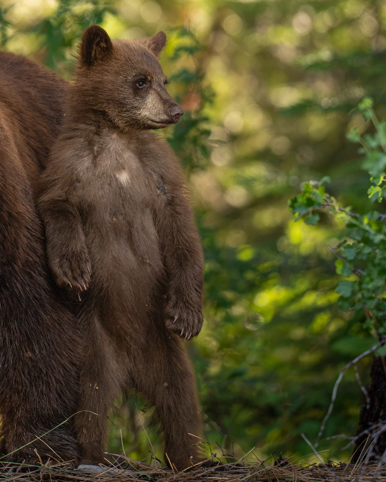 Black bear cub standing in the forest