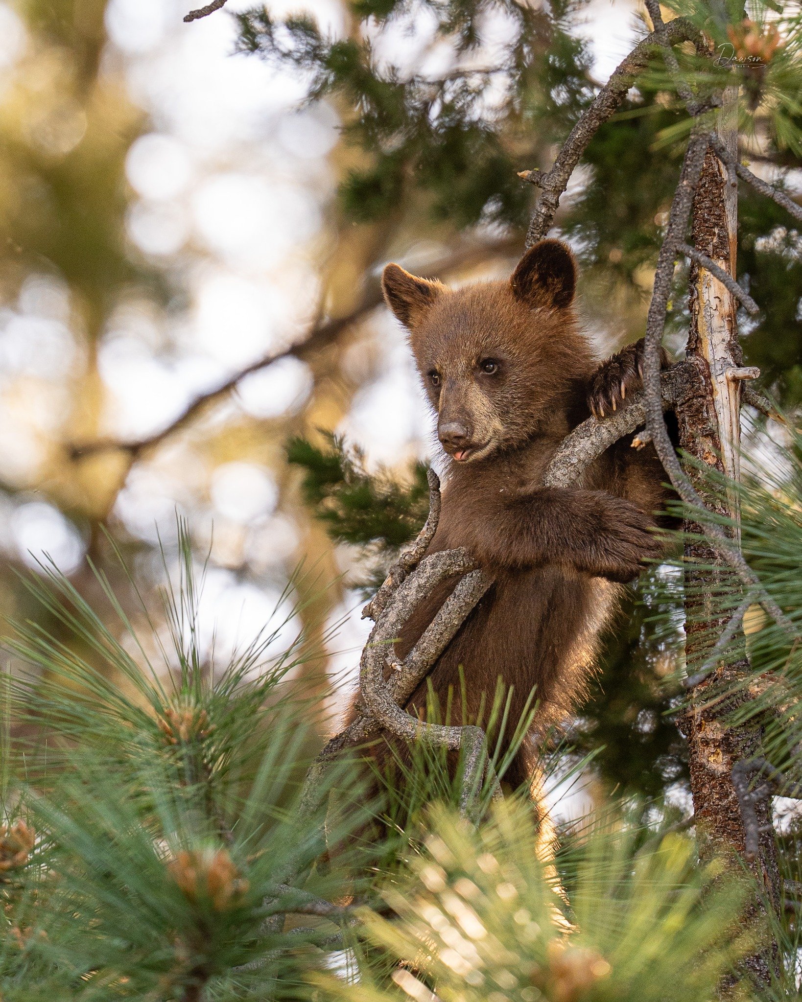 Black bear cub climbing a pine tree in Lake Tahoe