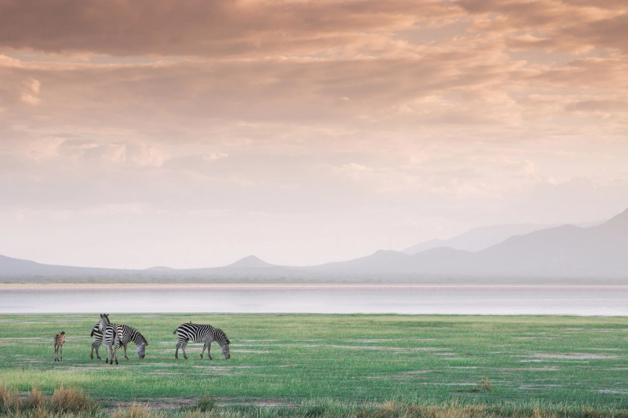 Wildlife