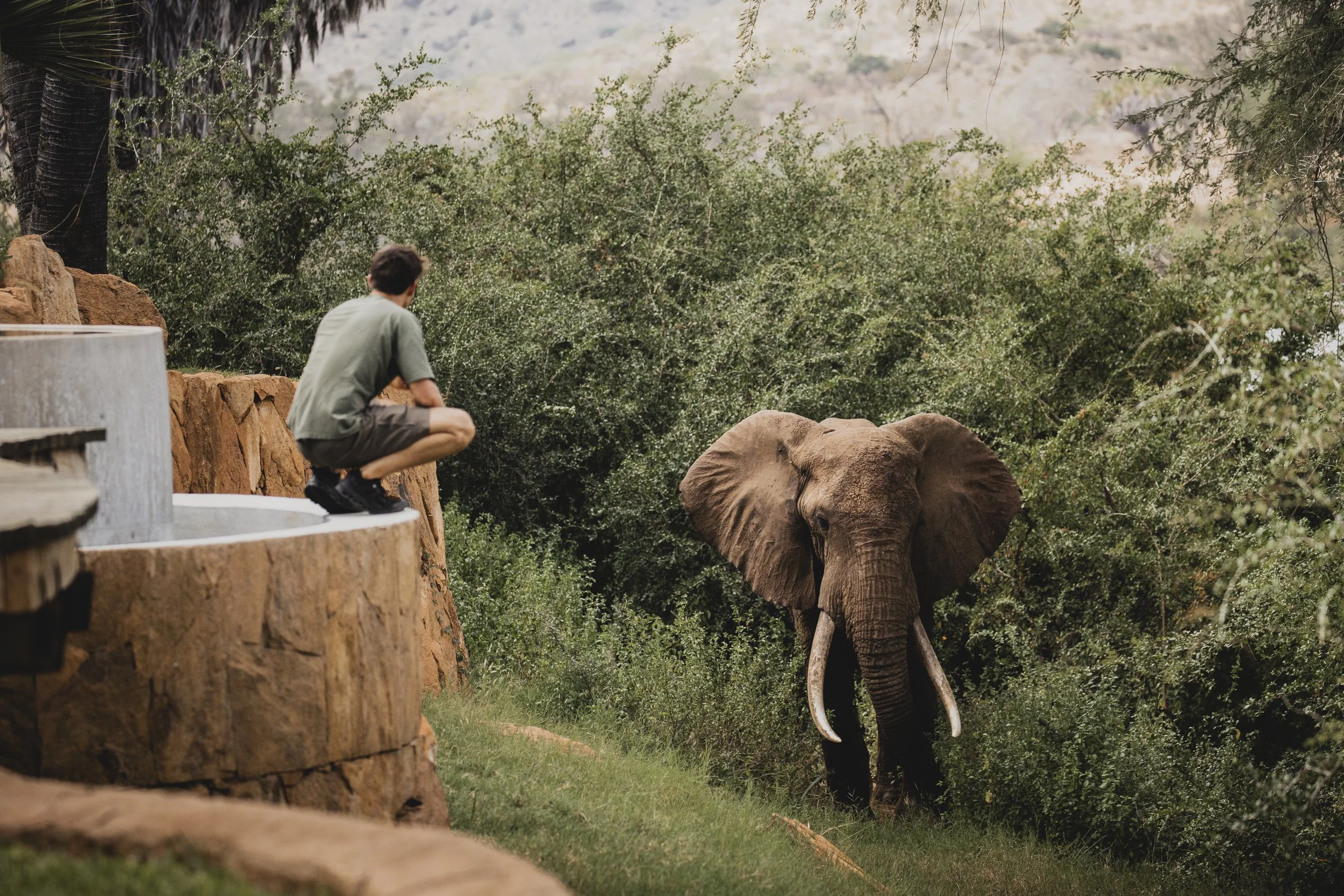 Tsavo Wild Elephants