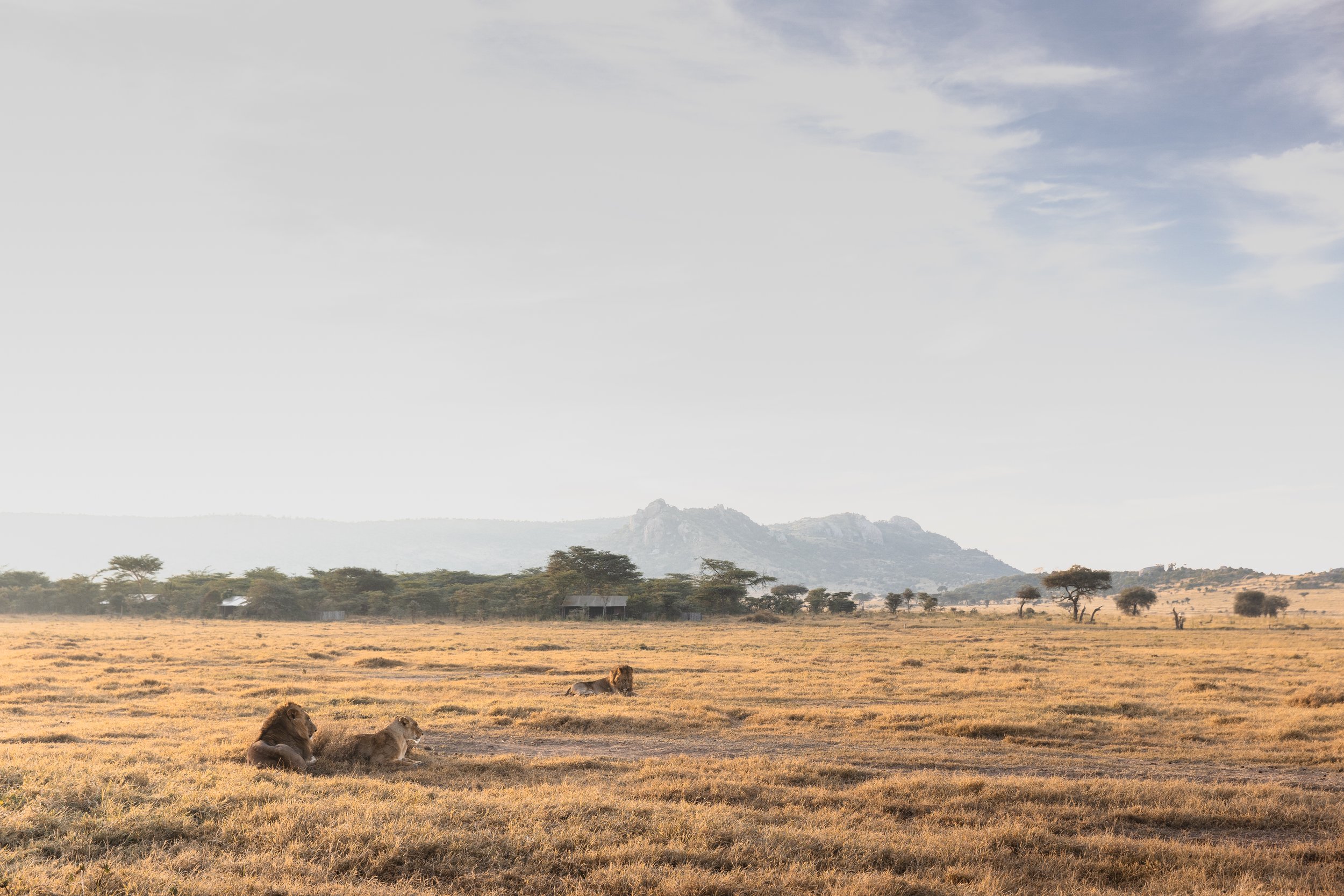 Wildlife & Yoga wellness safari destinations across Africa and Scotland