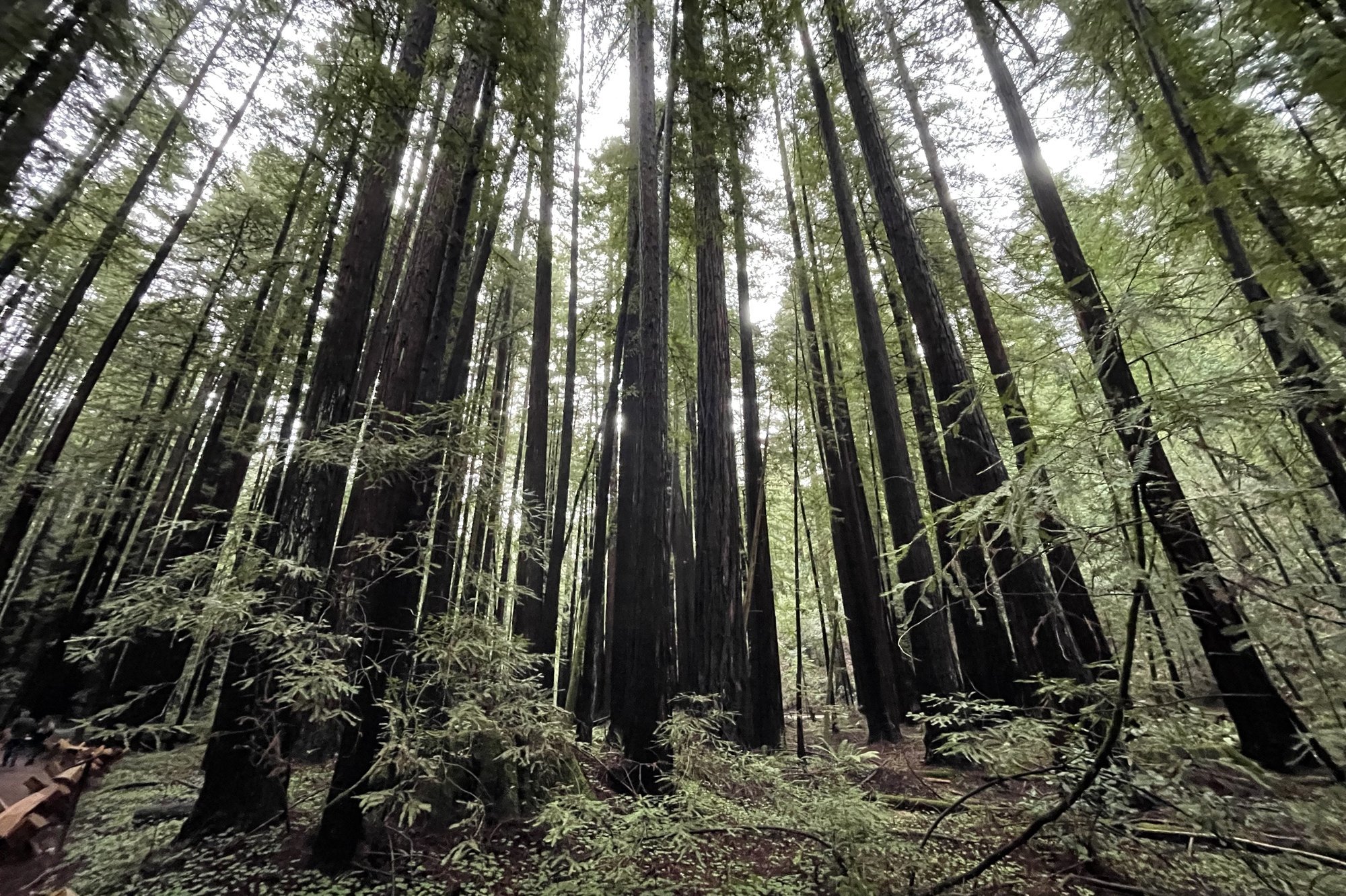 Tall redwood trees in Armstrong Redwoods State Natural Reserve near Guerneville