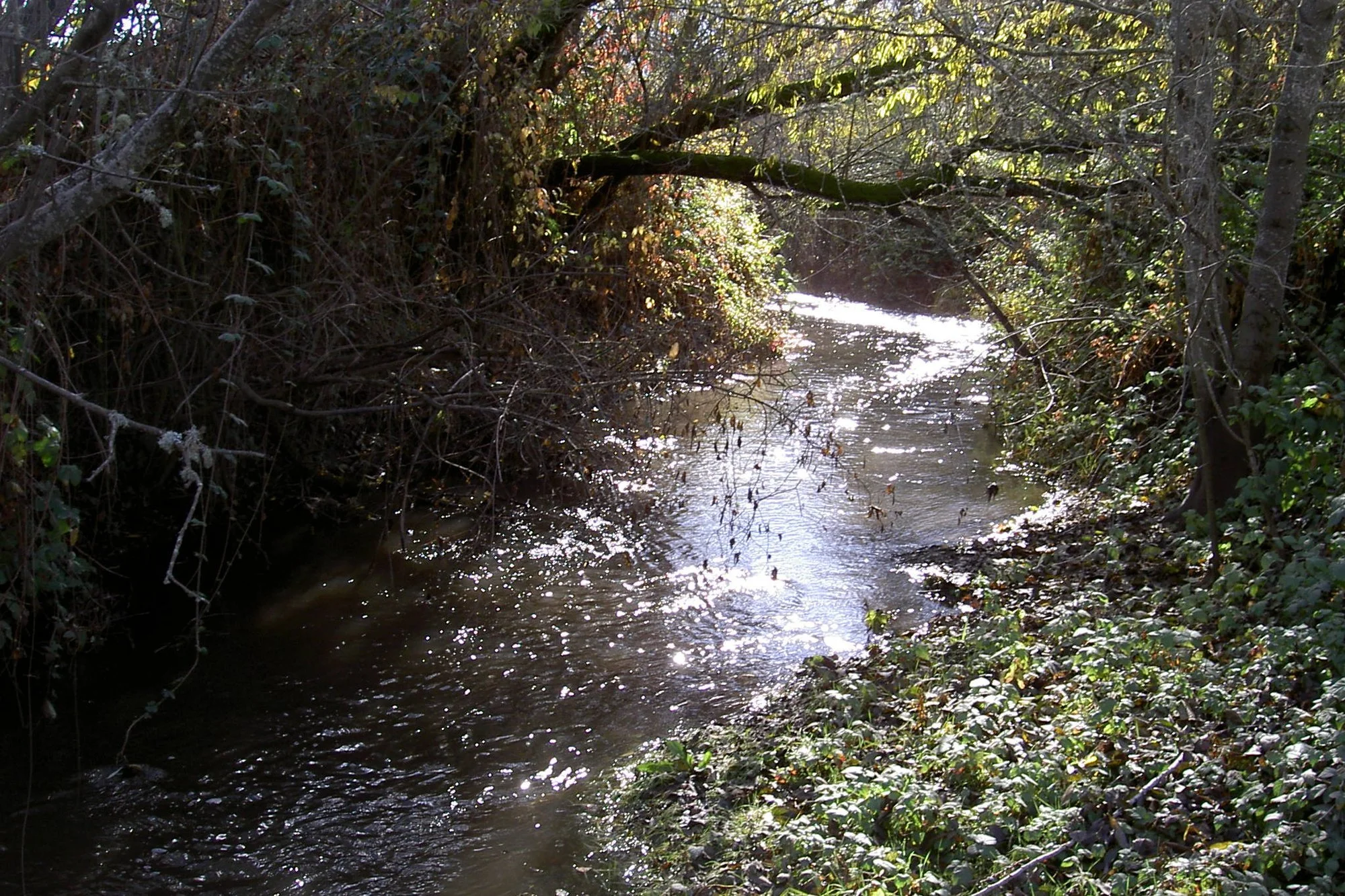 Green Valley Creek flowing between tree-lined banks below the Ross Station Road bridge near Graton
