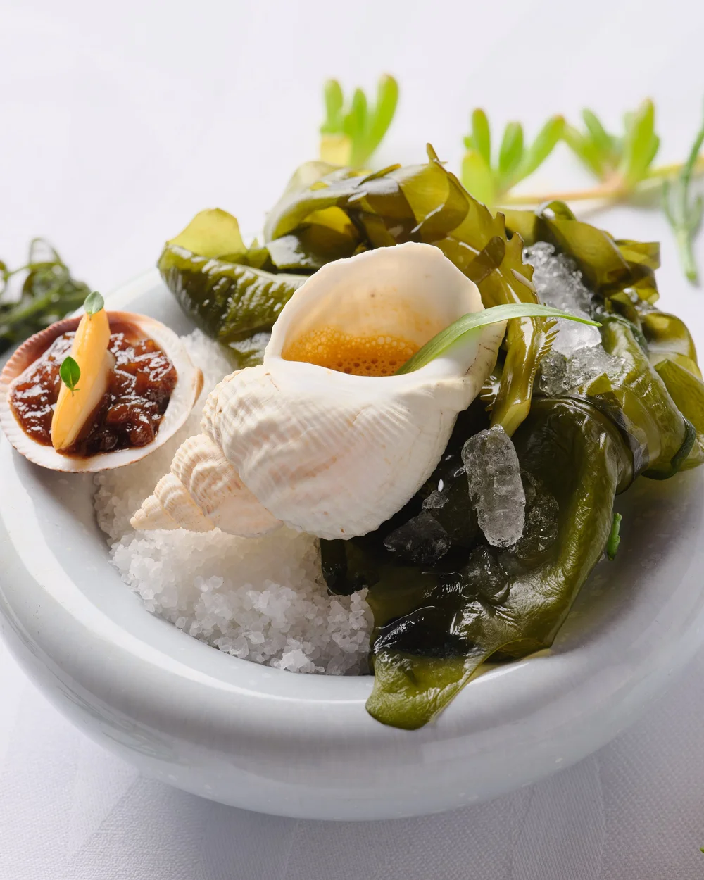 Whelk with seaweed at Sketch - photograph by Claude Okamoto