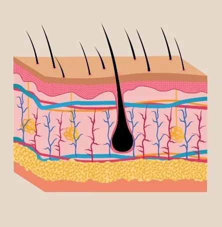 Cross-section diagram of human skin layers showing the epidermis, dermis, hair follicle, blood vessels and the stratum corneum at the surface
