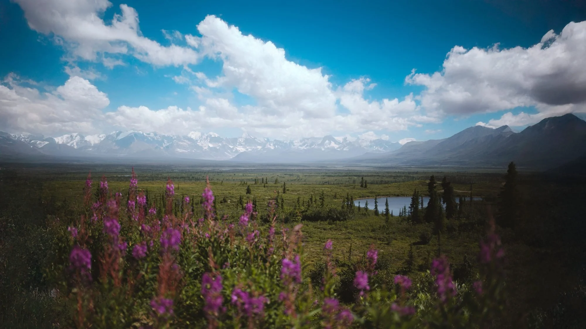 Fireweed blooming in a wide valley beneath summer clouds.