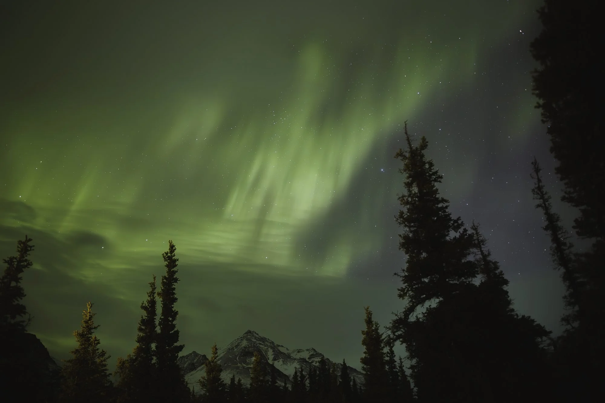 Green aurora above silhouetted spruce trees and a distant snow-covered mountain.