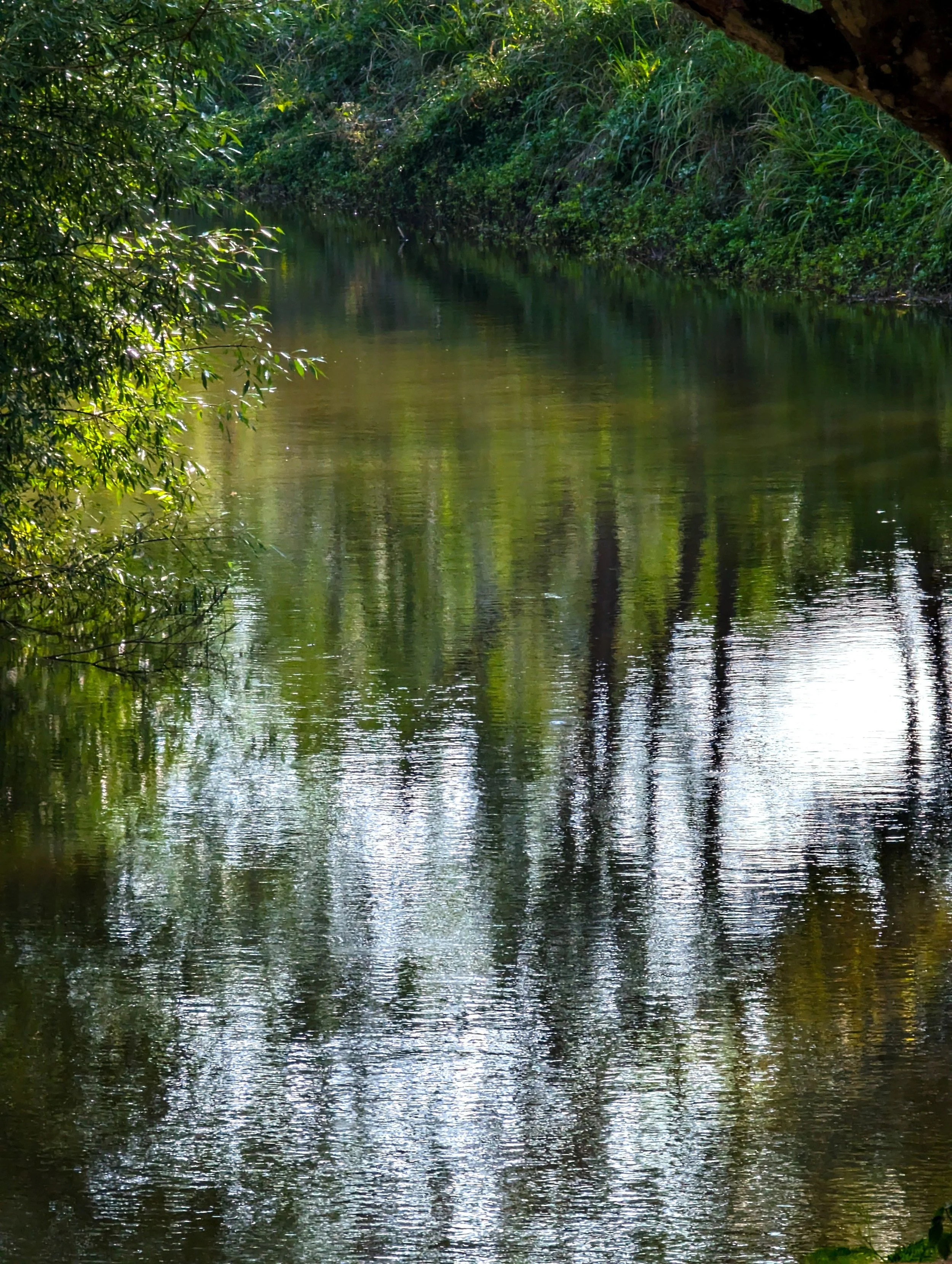 Trees reflected in a river