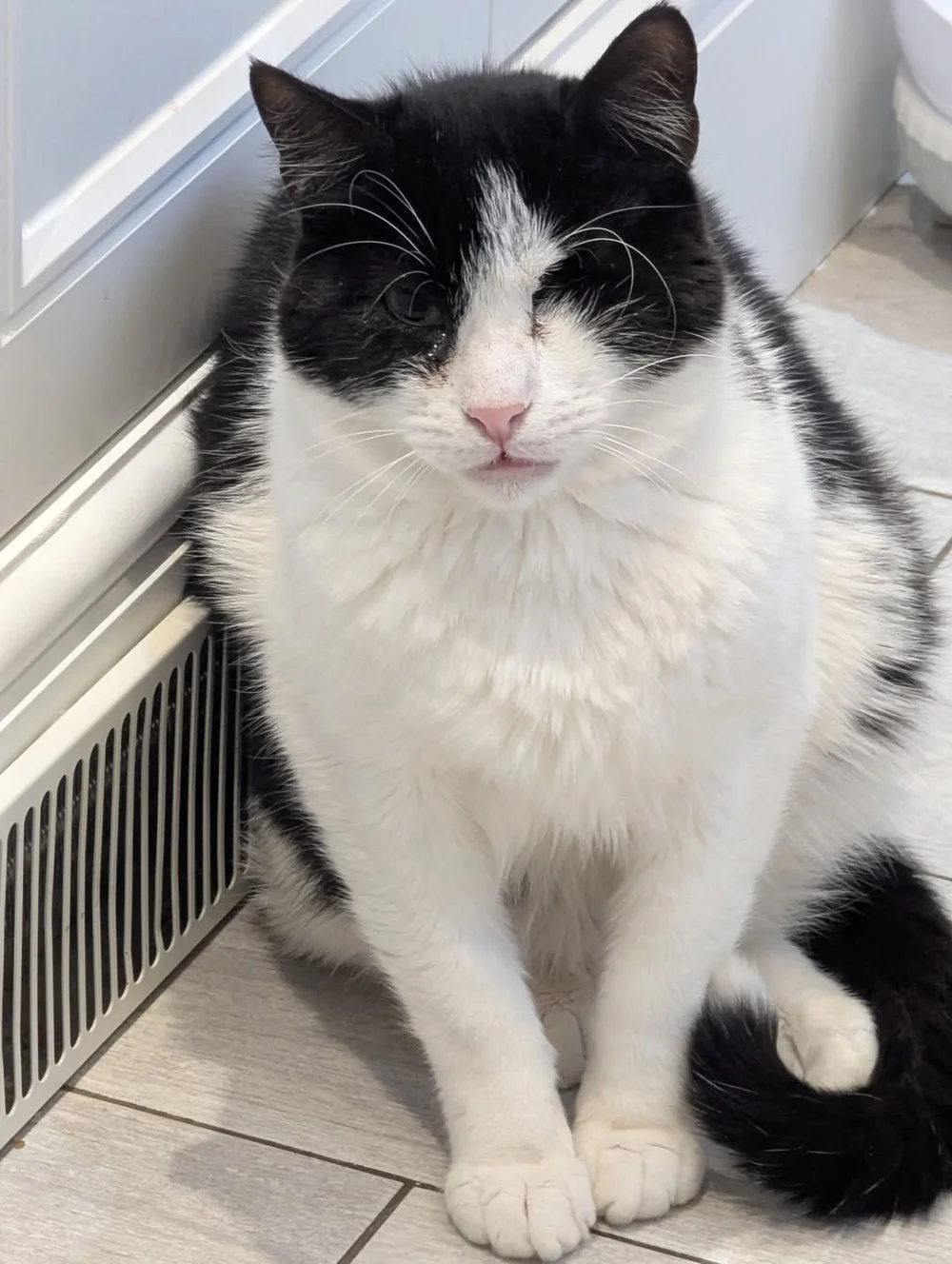 Brave, the one-eyed Corfu rescue cat