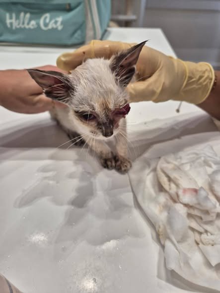Tamino receiving care