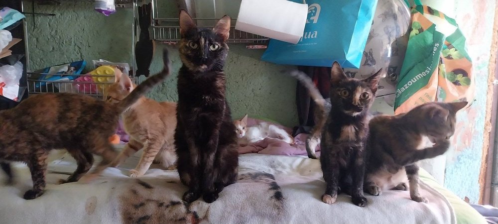 Leonarda, a tortoiseshell rescue cat from Corfu