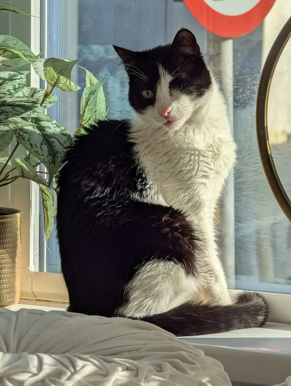 Brave, happy and healthy in his UK home