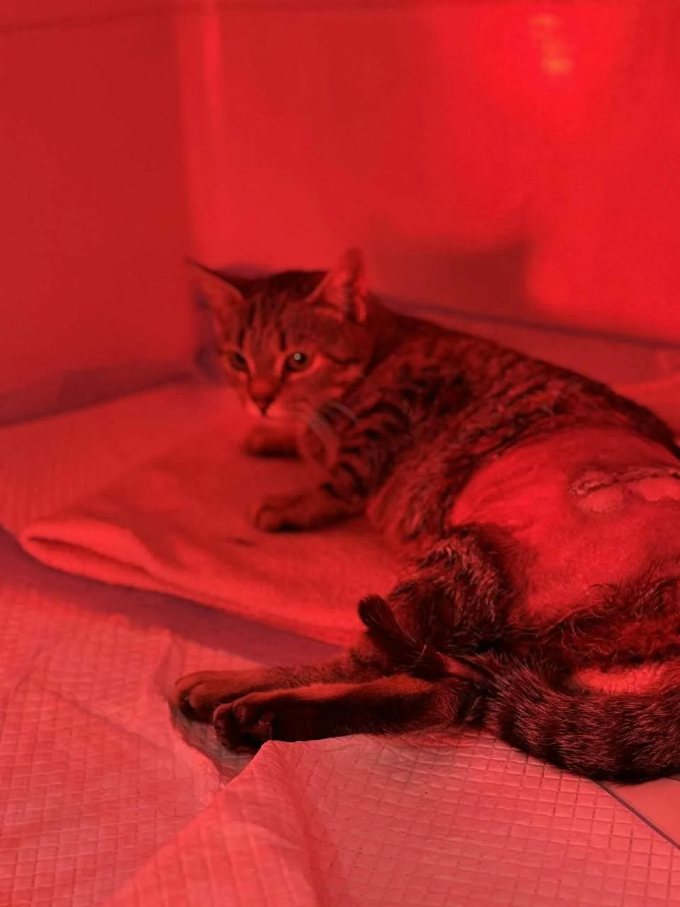 Paprika during her recovery