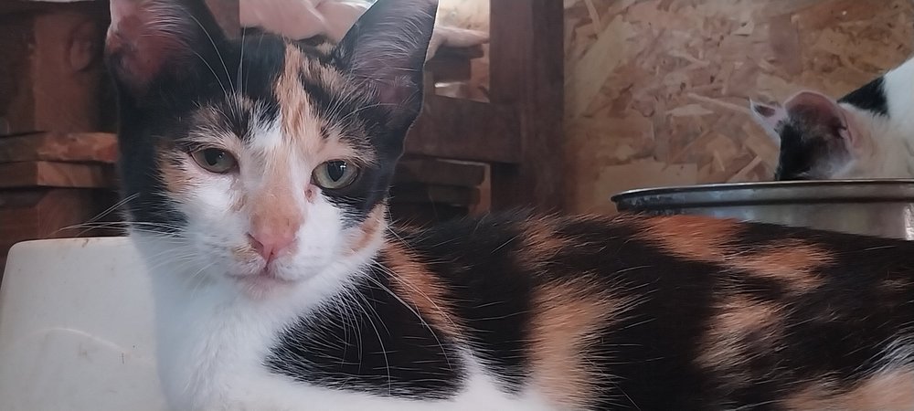 Mira, three-legged rescue cat from Corfu