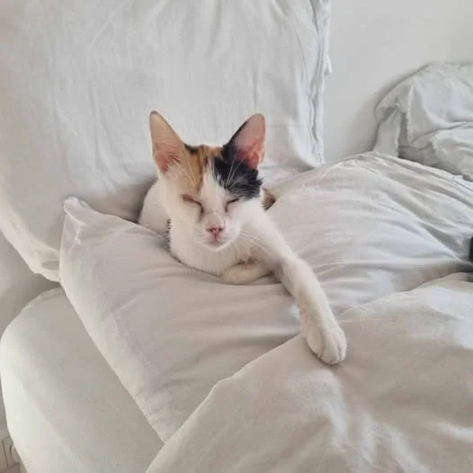 Pixie, one of the special ones