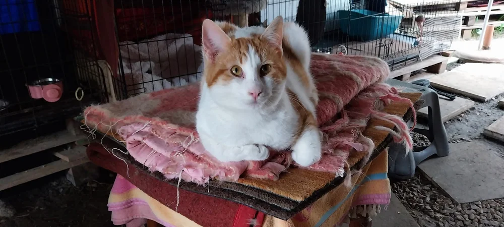 Amstel, our little fighter