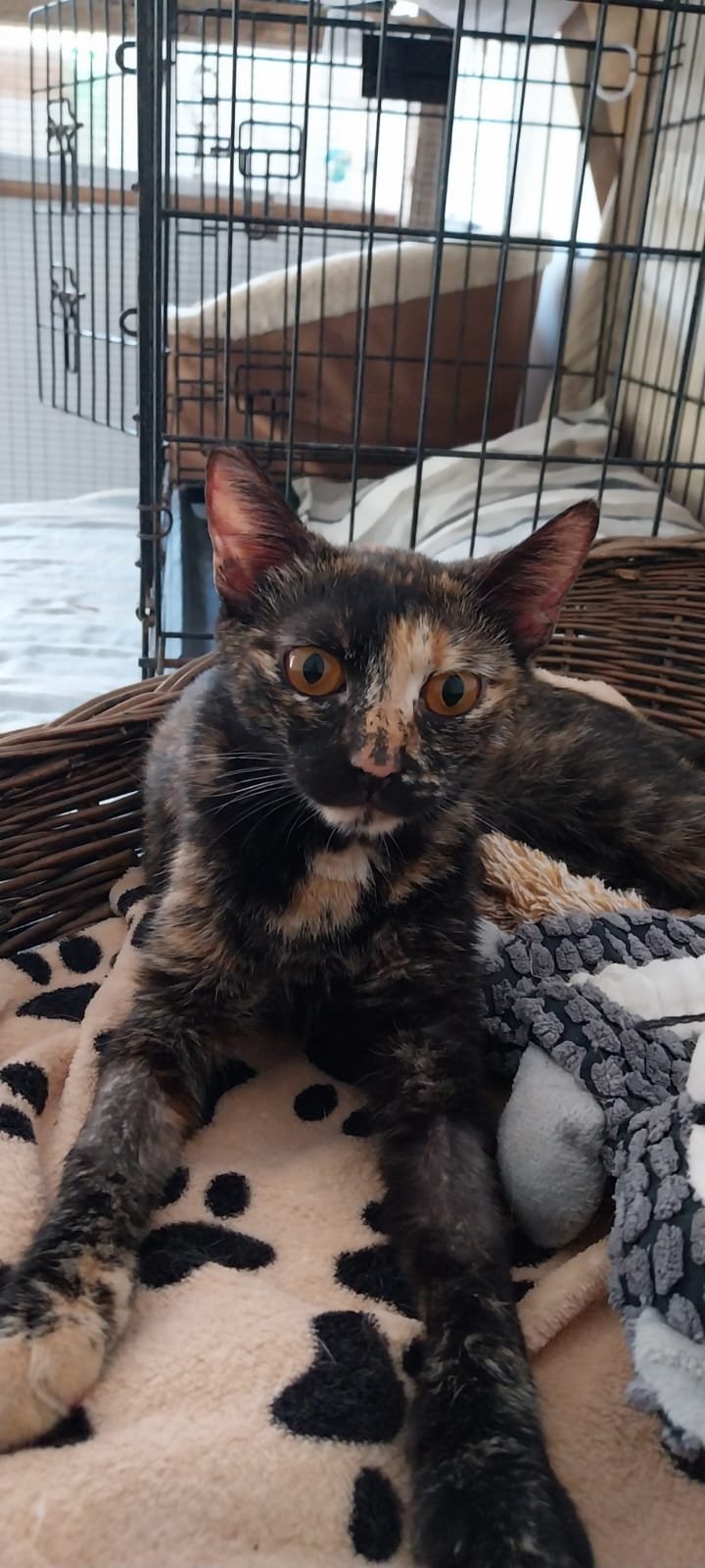 Leonarda, tortoiseshell rescue cat from Corfu