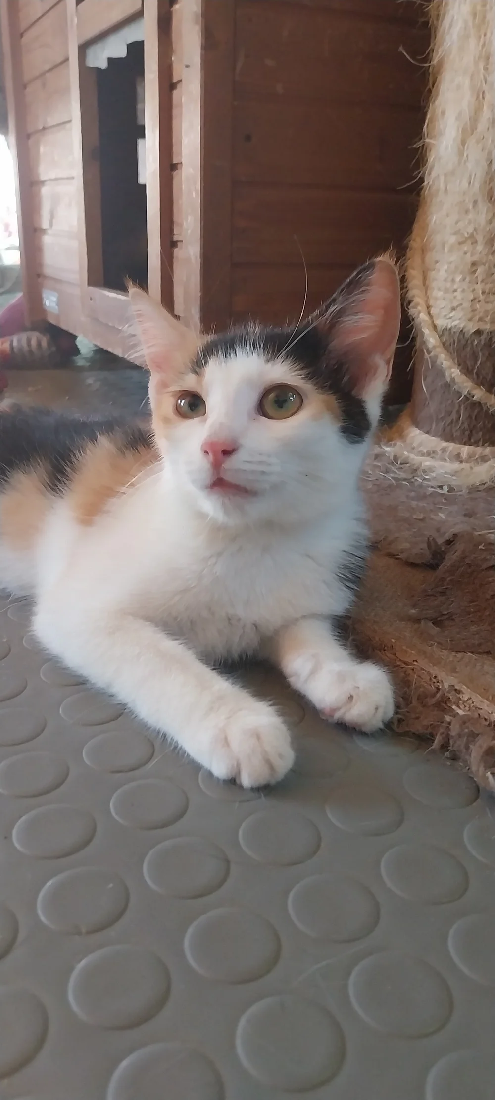 Sisi, a calico kitten for adoption on Corfu