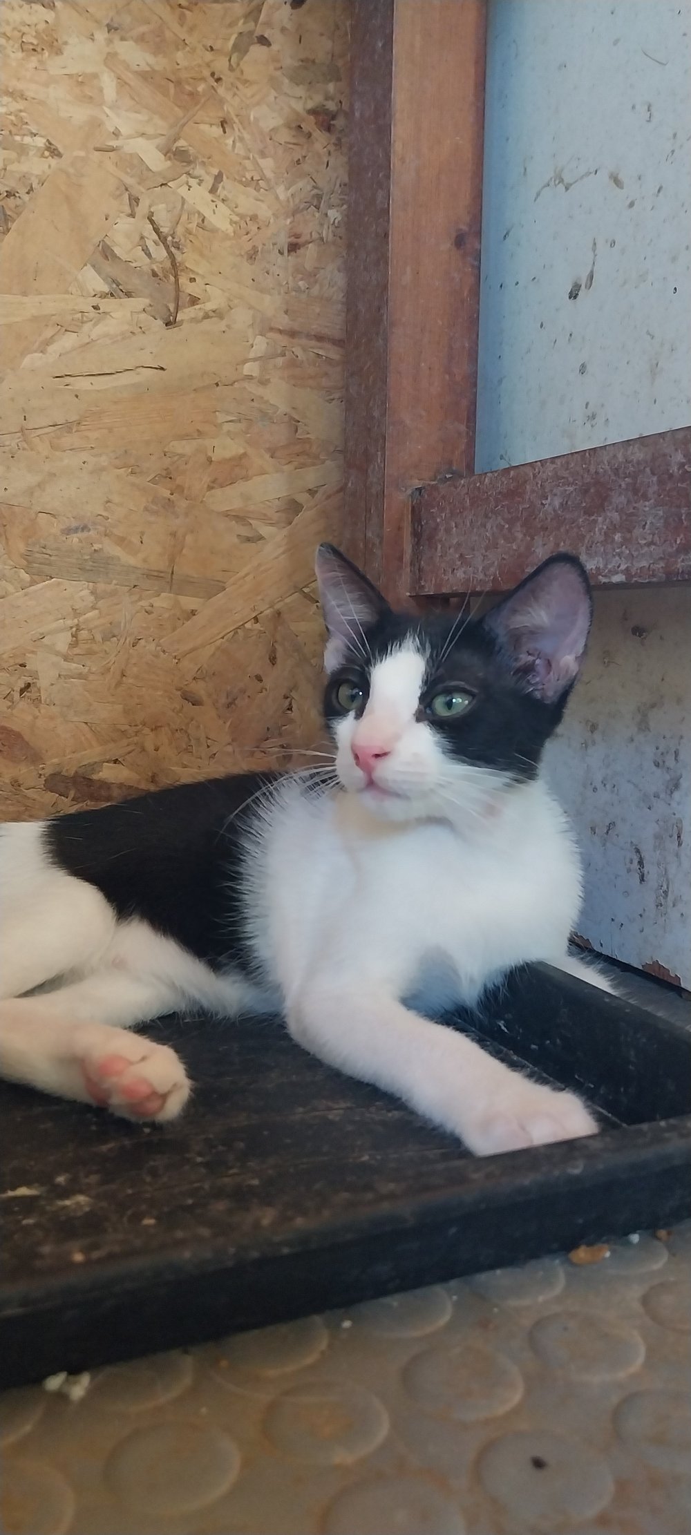 Milly, a black and white kitten for adoption in Corfu