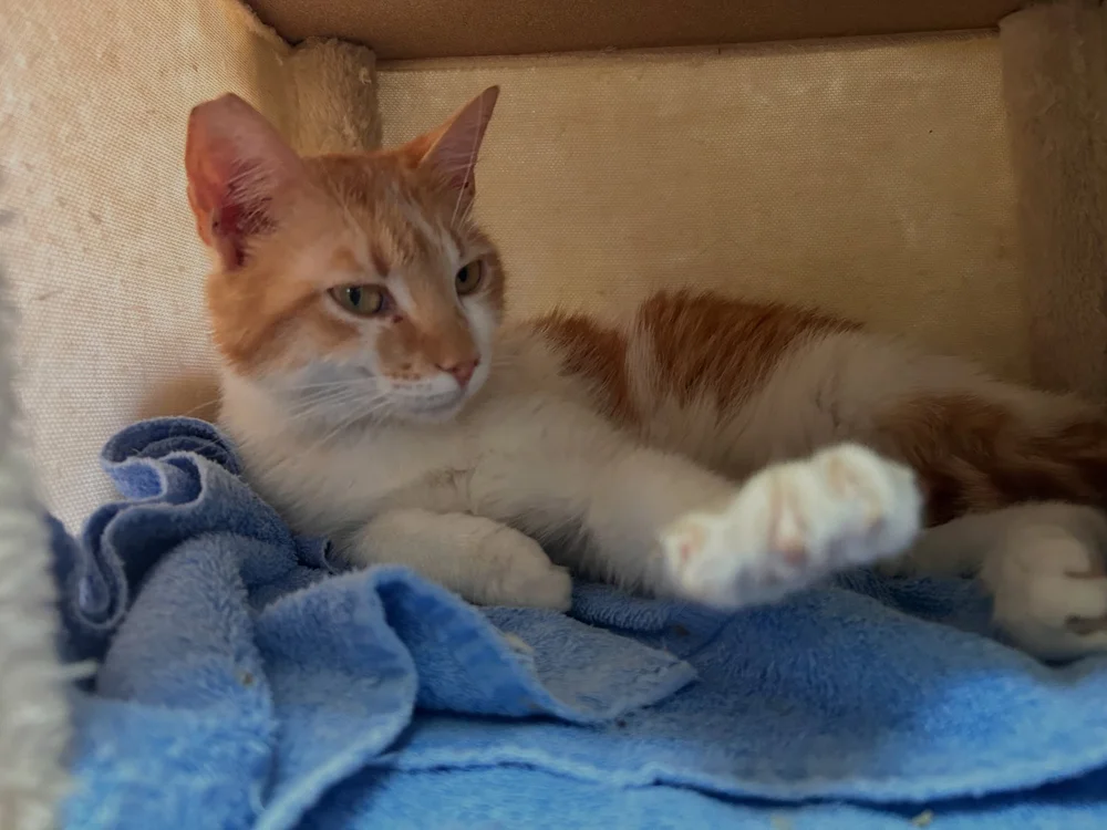 Kiri resting in her enclosure