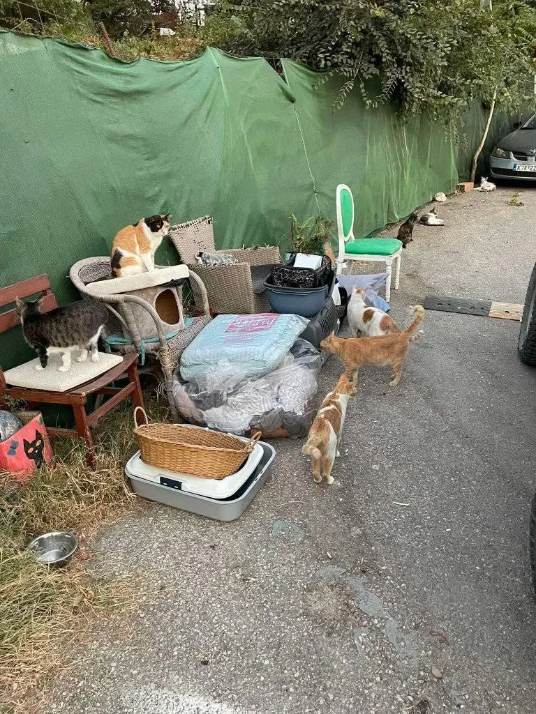 Donated cat beds and textiles