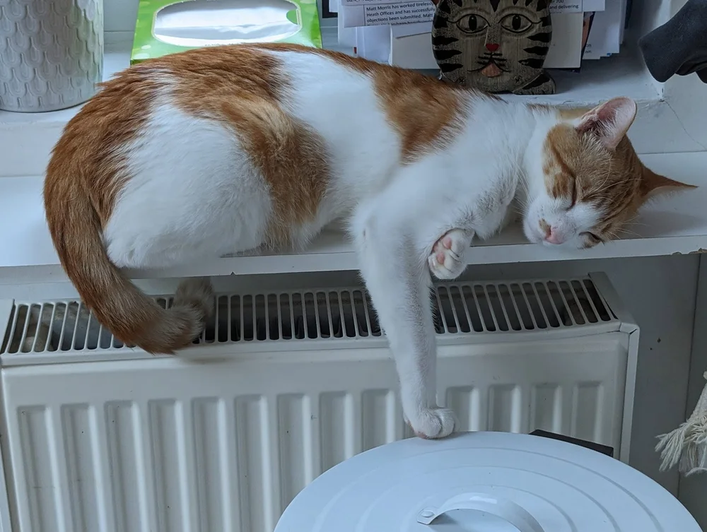 Stratos, adopted Corfu rescue cat, in the UK