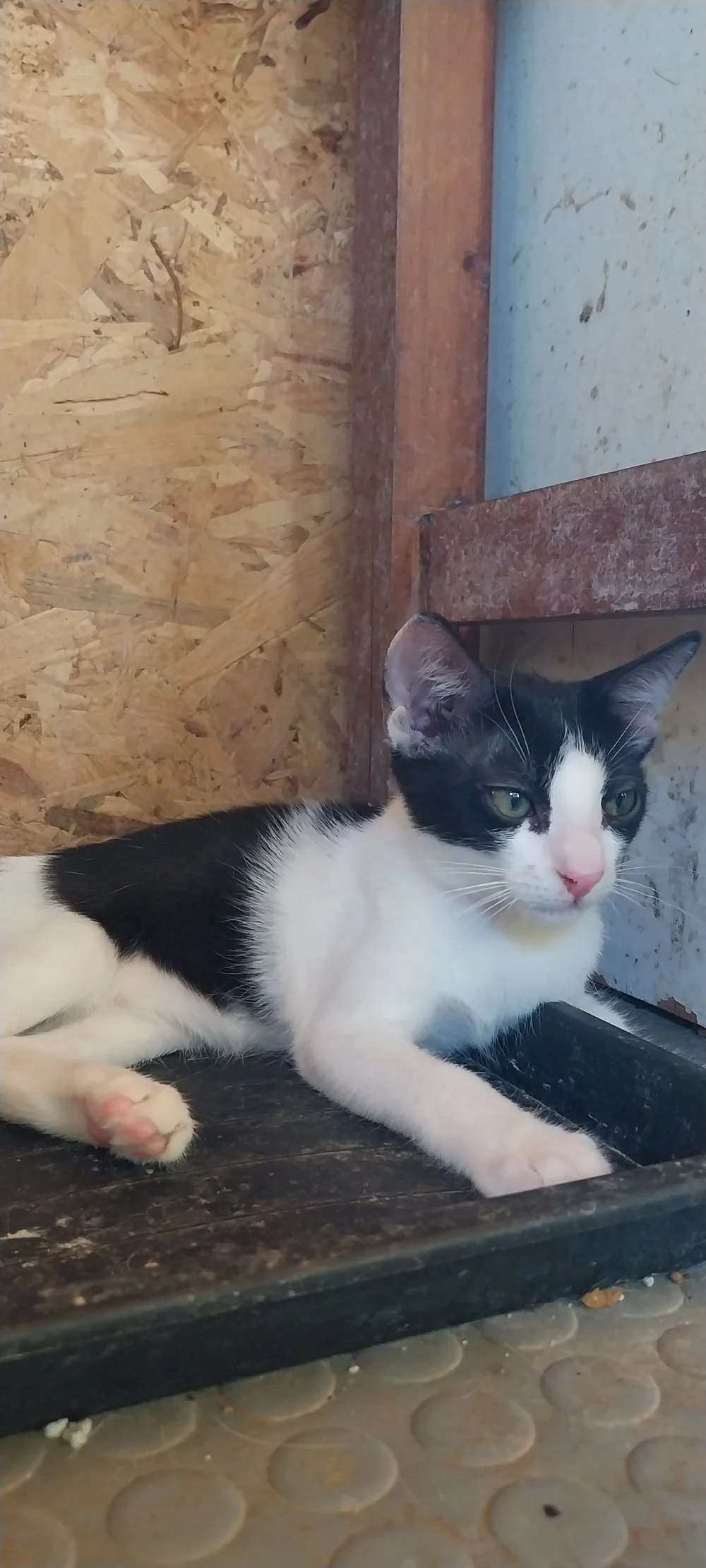 Milly the rescue kitten looking for a home