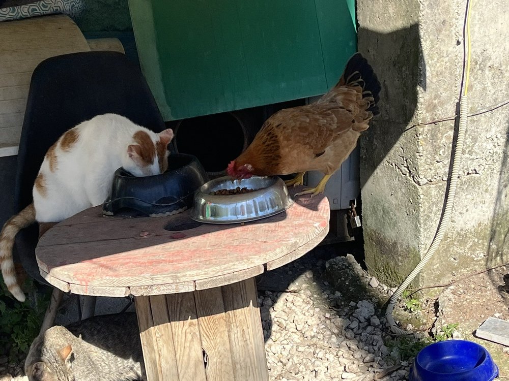 A rescue cat and a chicken sharing food