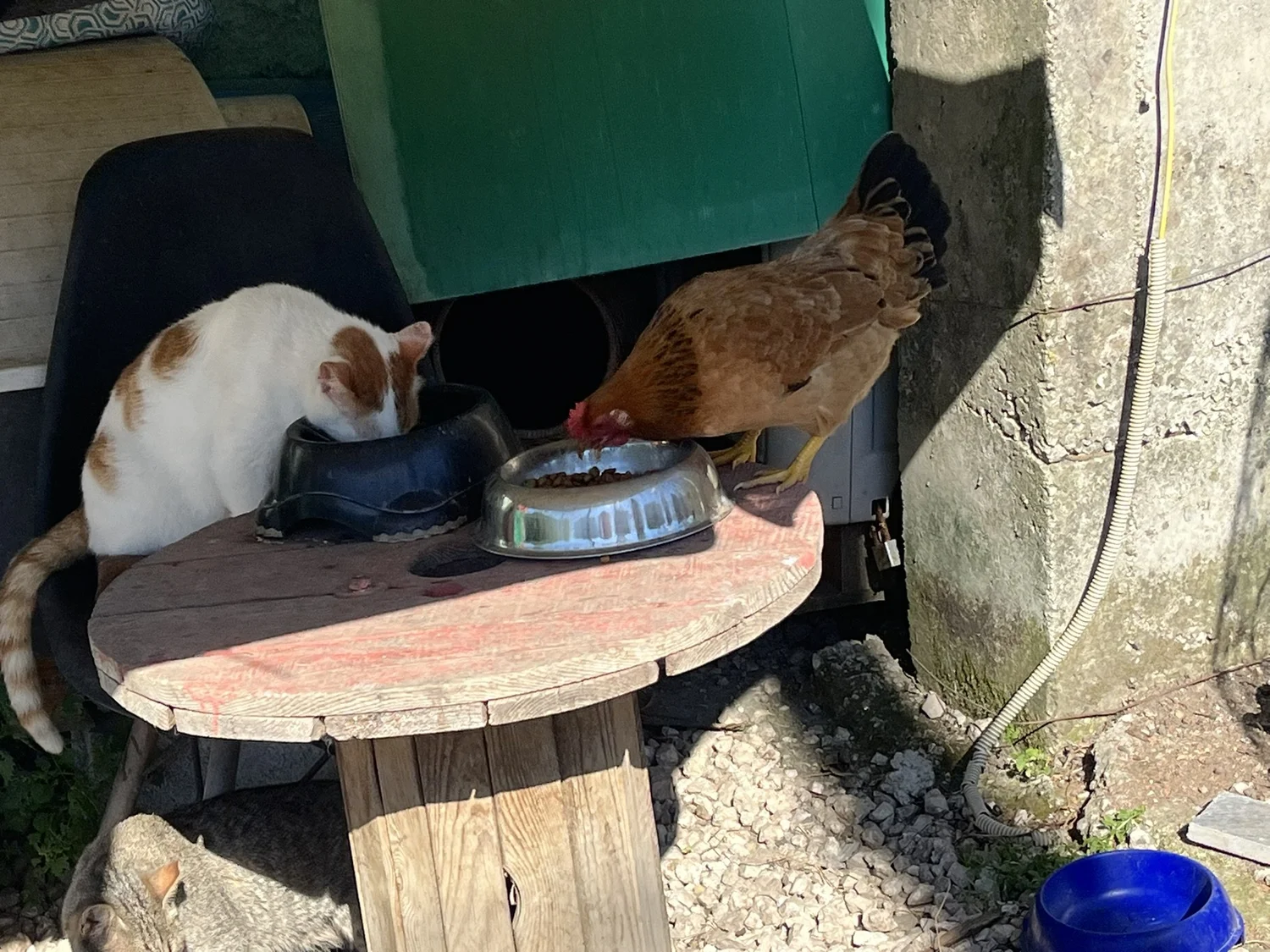 A rescue cat and a chicken sharing food at the sanctuary
