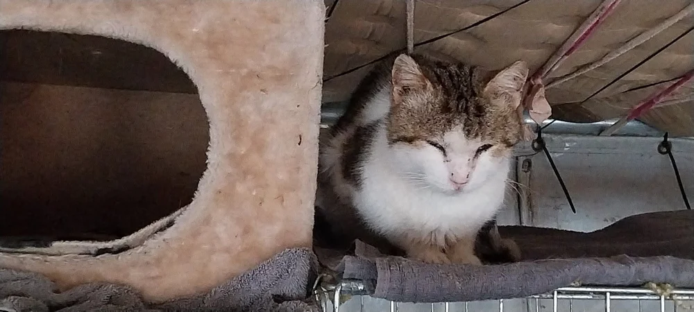 Ottis