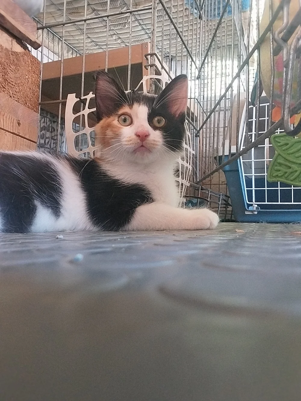 Alexandra, calico rescue kitten from Corfu