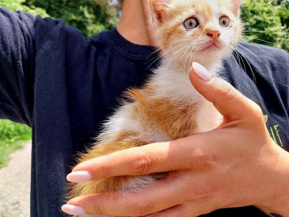 Kiri as a tiny rescued kitten