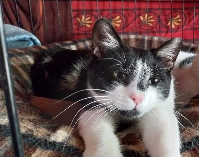 They are not just cats