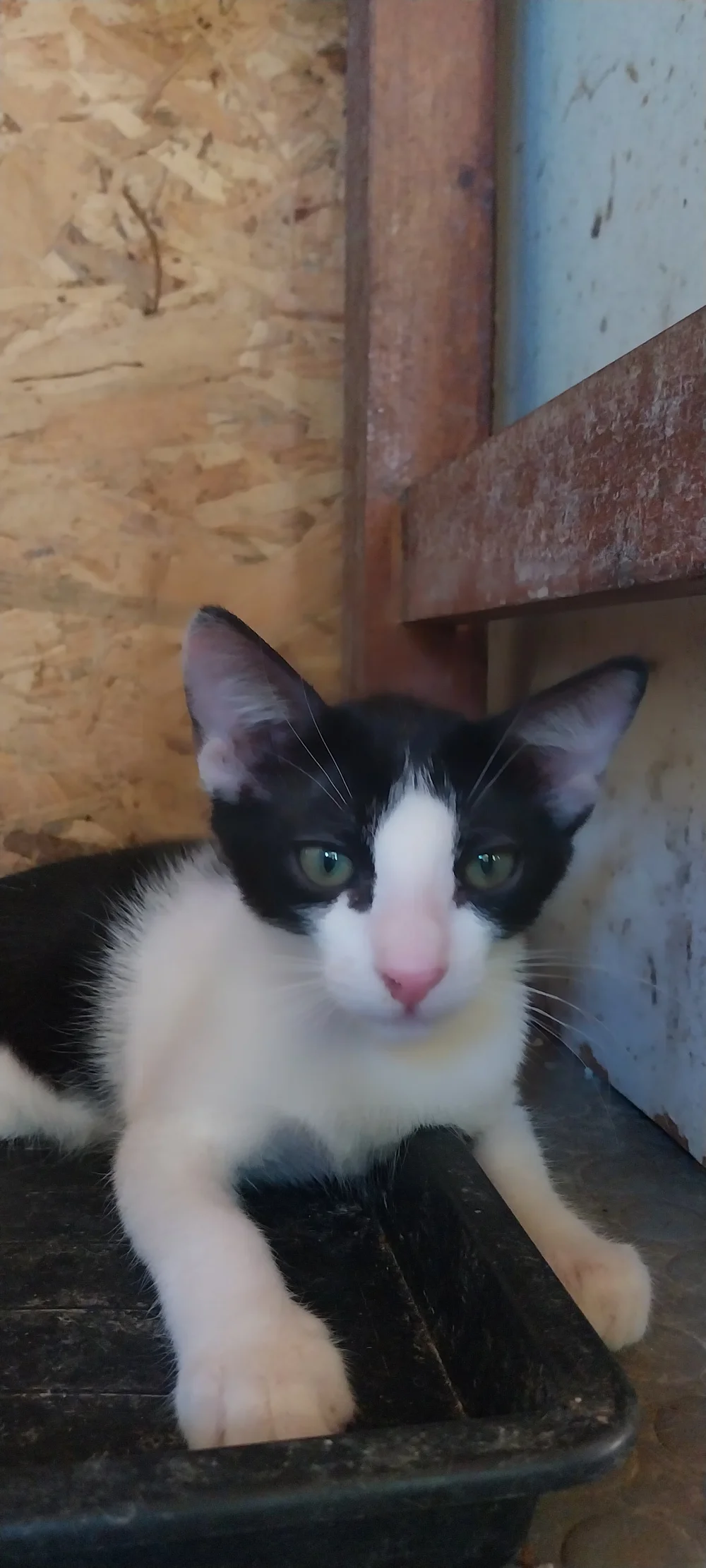 Milly, a healthy black and white rescue kitten