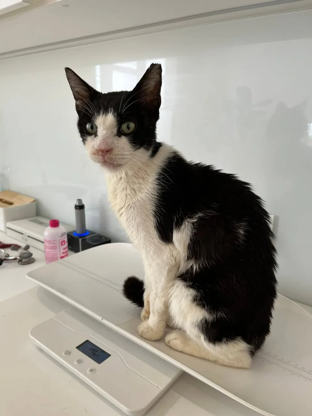 Tom Tom, a black-and-white rescue cat from Corfu