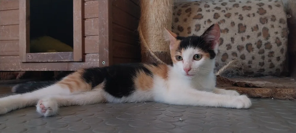 Sisi, calico rescue kitten from Corfu