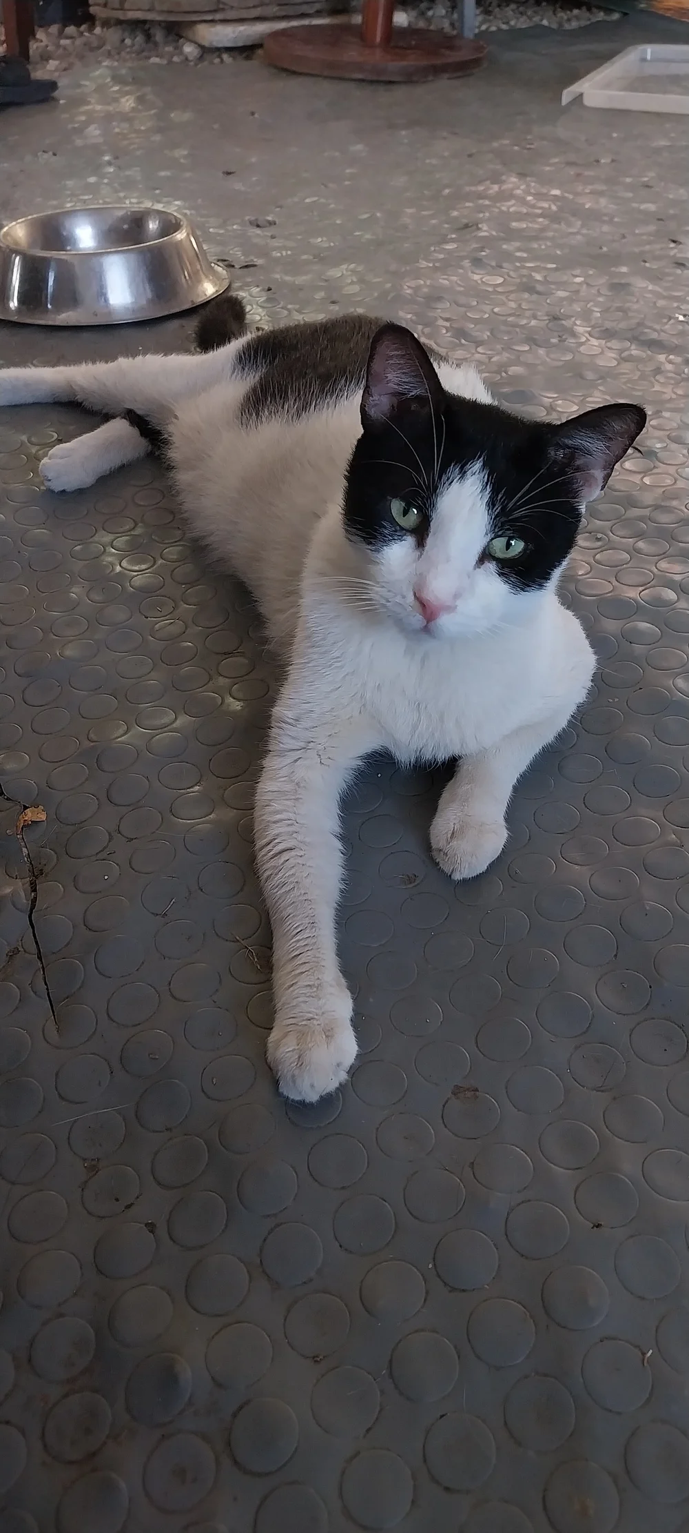 Apolonas, a loving cat for adoption in Corfu