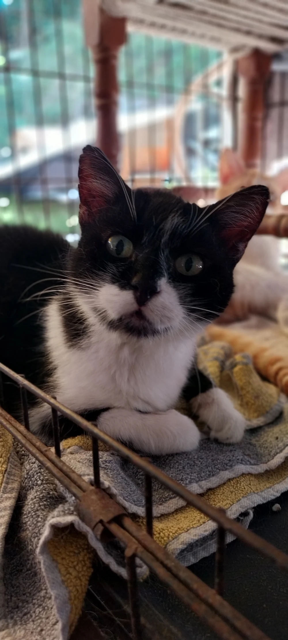 Loukia, a gentle senior rescue cat from Corfu