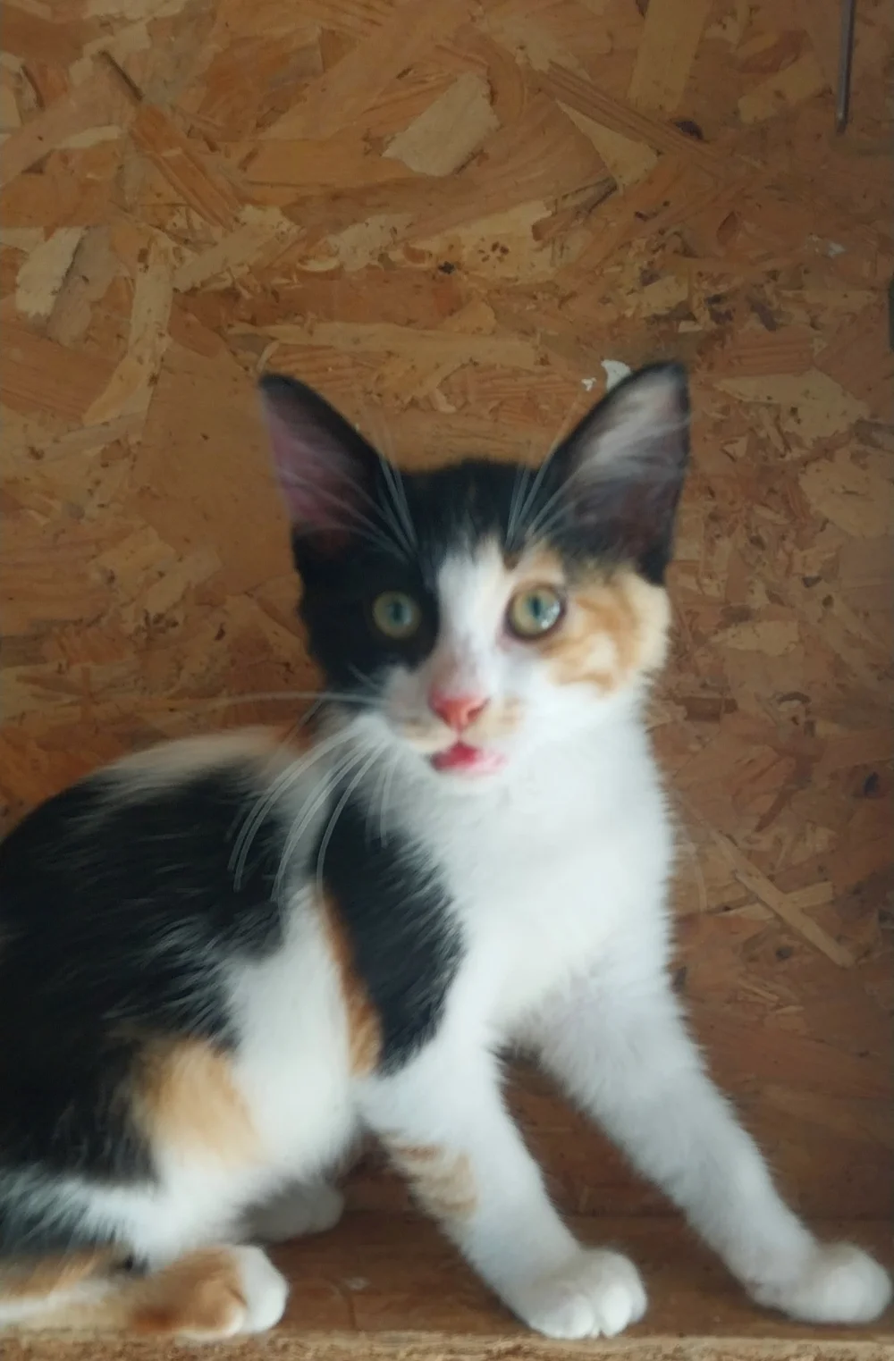 Alexandra, a rescue kitten for adoption on Corfu